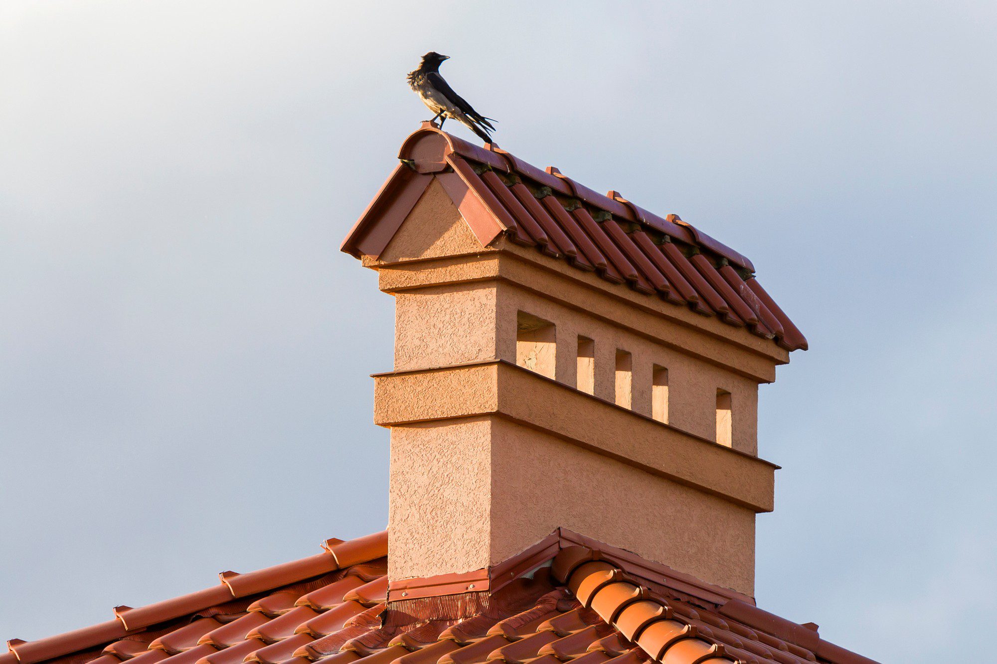 Close Up View Of Bird Sitting On Top Of High Plast 2023 06 21 23 59 13 Utc